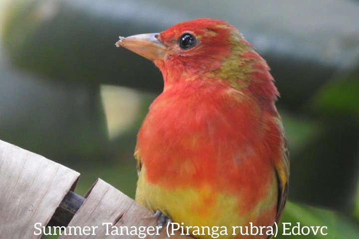 Monteverde Birdwatching Guided Tour - Photo 1 of 13